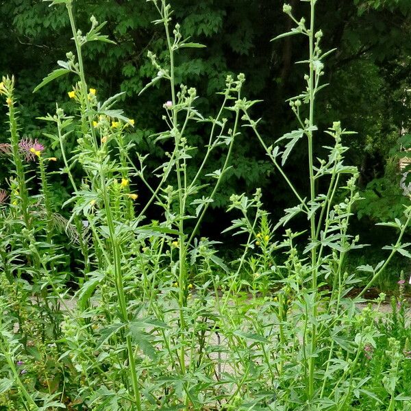 Althaea cannabina Habit