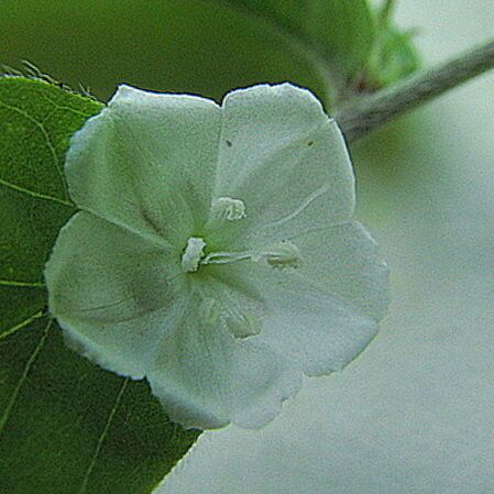 Evolvulus sericeus പുഷ്പം