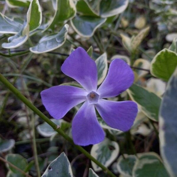 Vinca major Flor