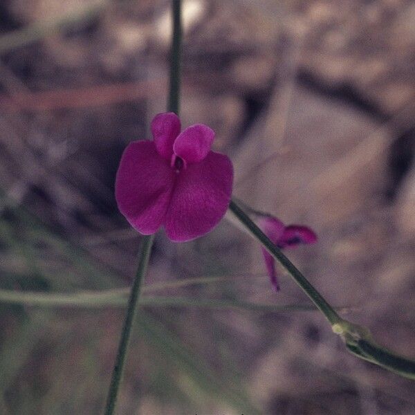 Cologania angustifolia 花