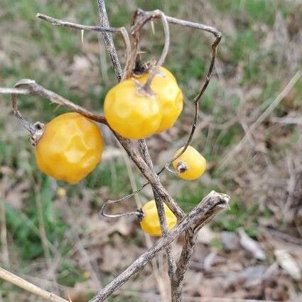 Solanum carolinense Kukka