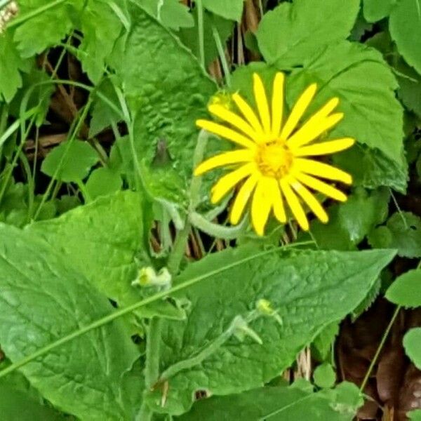 Doronicum austriacum Virág