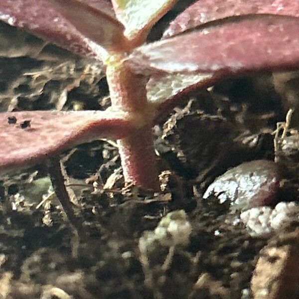 Crassula multicava Bark