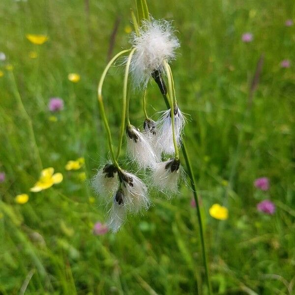 Eriophorum latifolium Flower