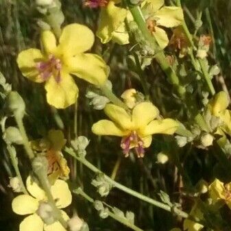 Verbascum sinuatum 花