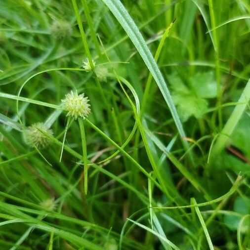 Cyperus brevifolius Листок