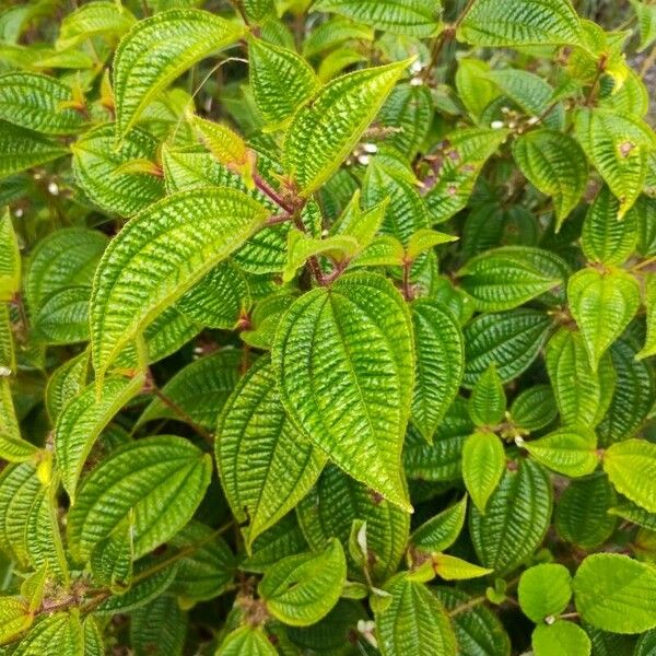 Miconia crenata Leaf