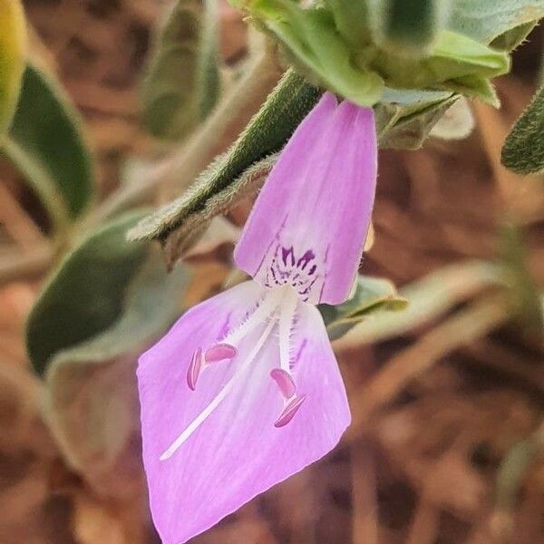 Dicliptera napierae Kukka