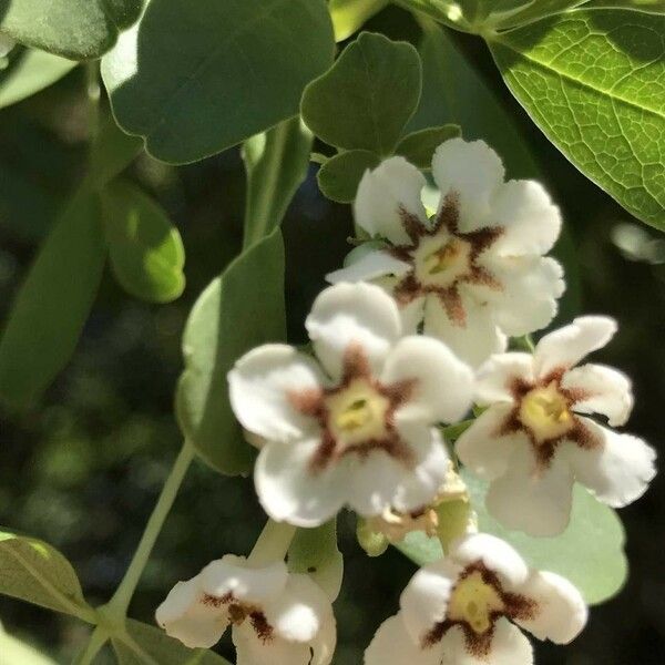 Schrebera alata Blüte