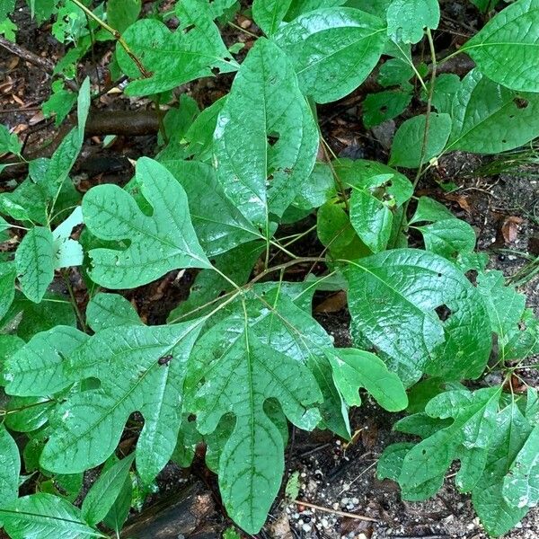 Sassafras albidum Lapas