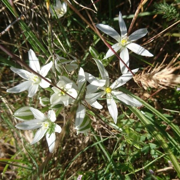 Ornithogalum orthophyllum Cvet