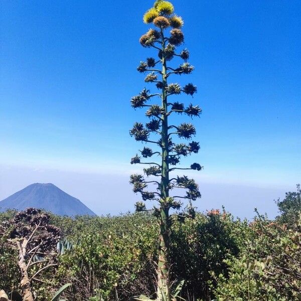 Agave americana Other