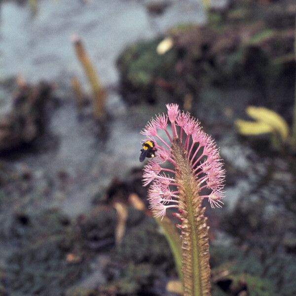 Mourera fluviatilis Cvet