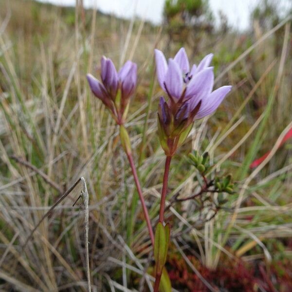 Gentianella corymbosa Flower