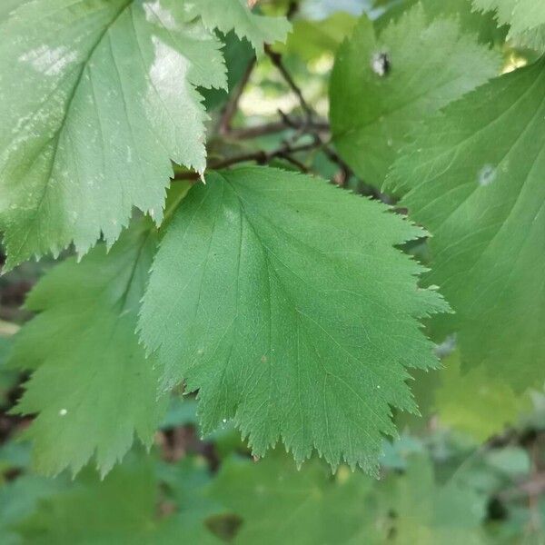 Crataegus submollis Yaprak