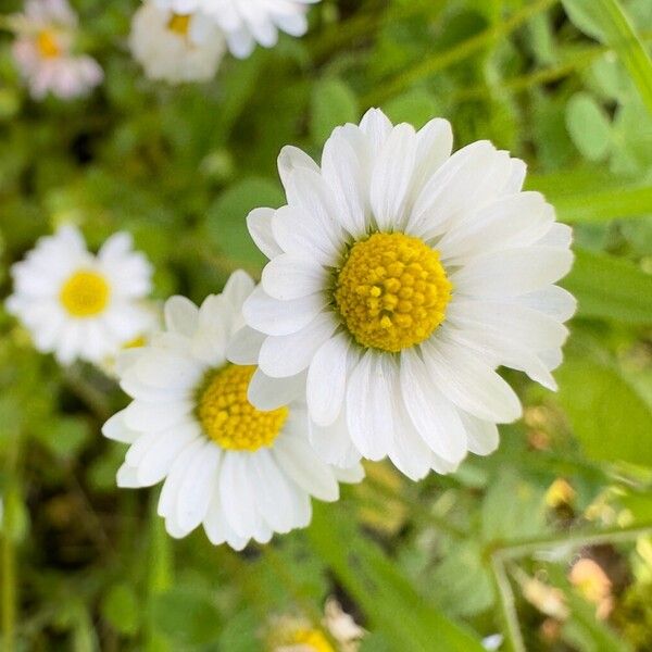 Bellis annua 花