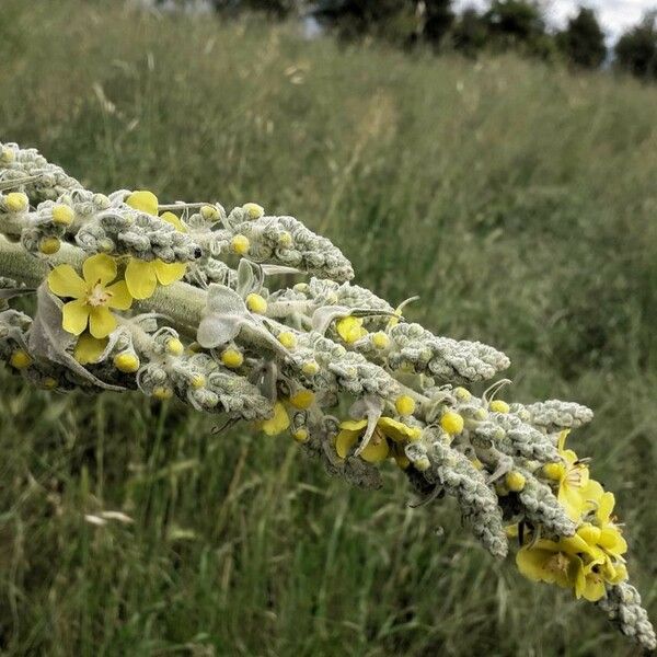 Verbascum pulverulentum Virág