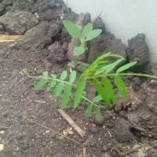 Vicia parviflora Leaf