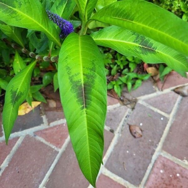 Persicaria lapathifolia ᱥᱟᱠᱟᱢ