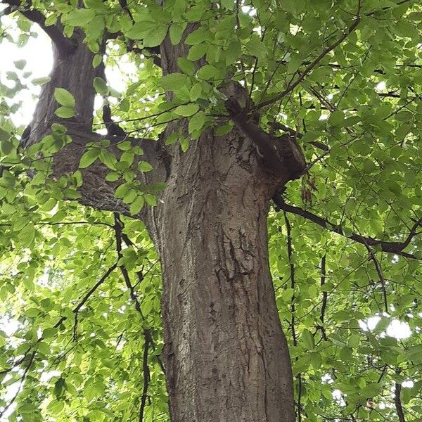 Nothofagus alpina പുറംതൊലി