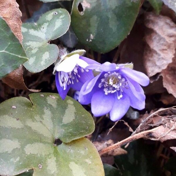 Hepatica nobilis Flower