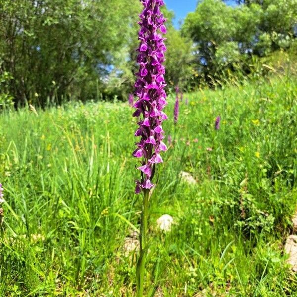 Dactylorhiza elata 花