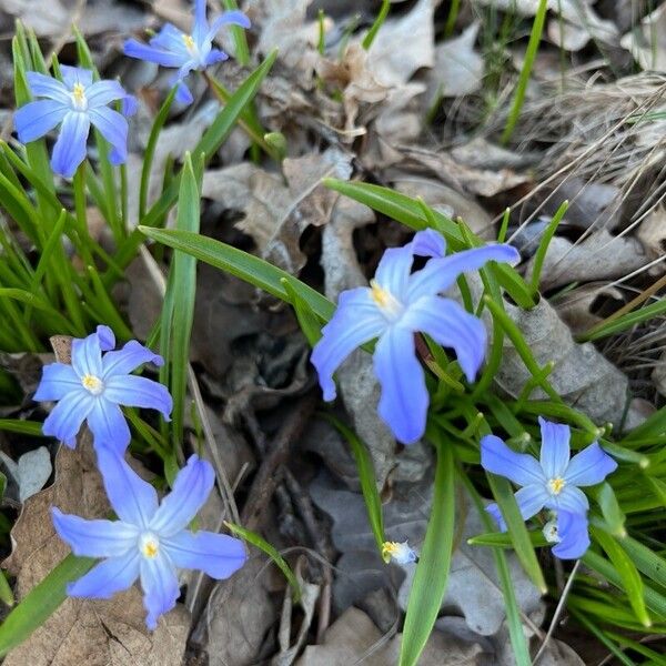 Scilla luciliae Flor