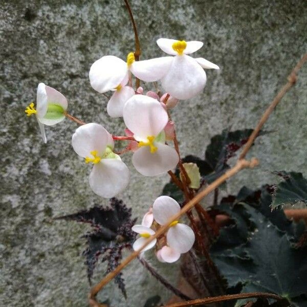 Begonia heracleifolia Flower