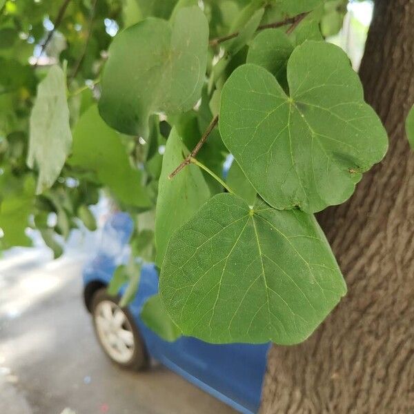 Cercis canadensis Feuille