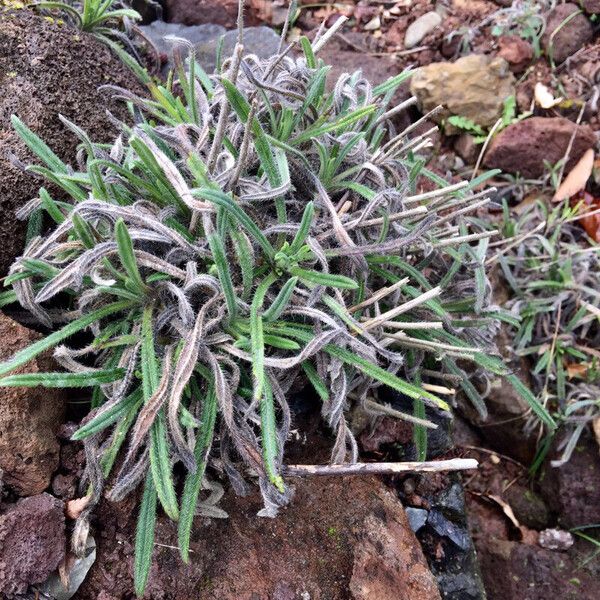 Felicia abyssinica 整株植物