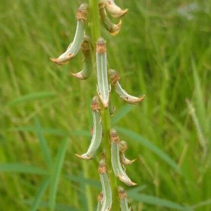 Crotalaria pallida Frunză