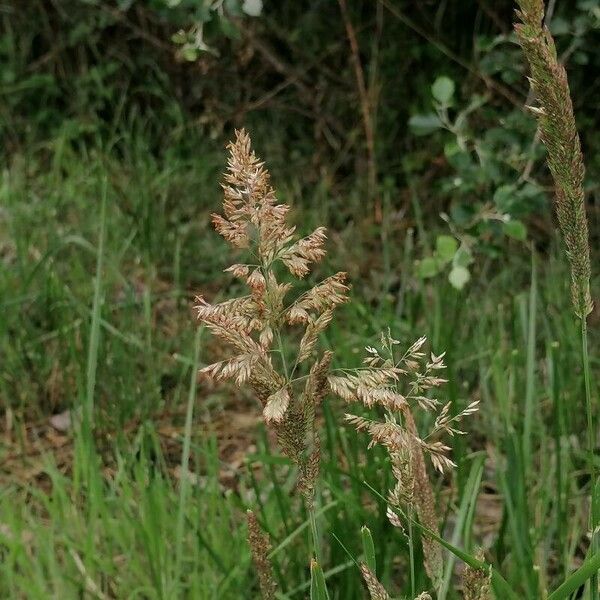 Calamagrostis epigejos Blomma