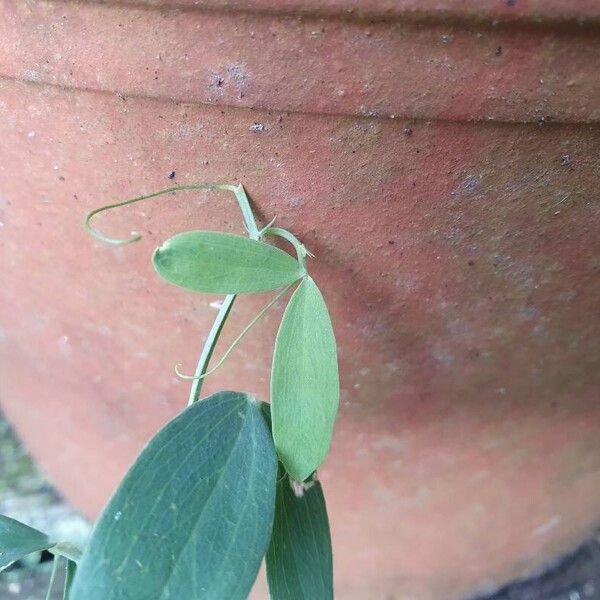 Lathyrus odoratus পাতা