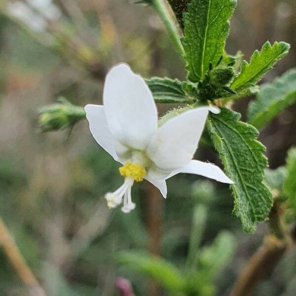 Hibiscus micranthus Flower