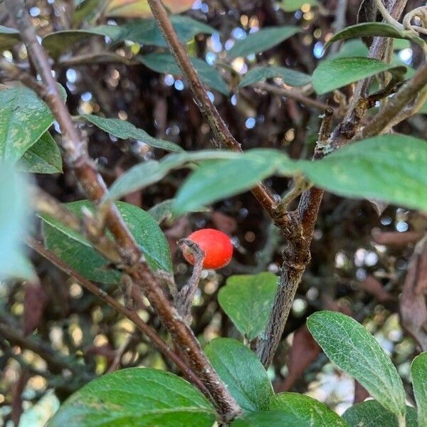 Cotoneaster integerrimus Fruit