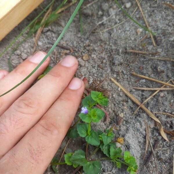 Torenia crustacea 葉