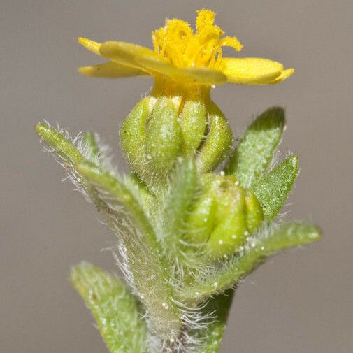 Hemizonella minima Flower