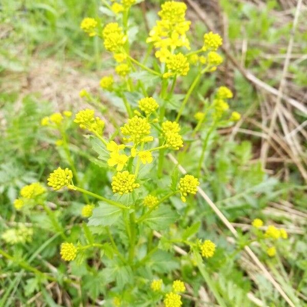 Barbarea vulgaris Flors