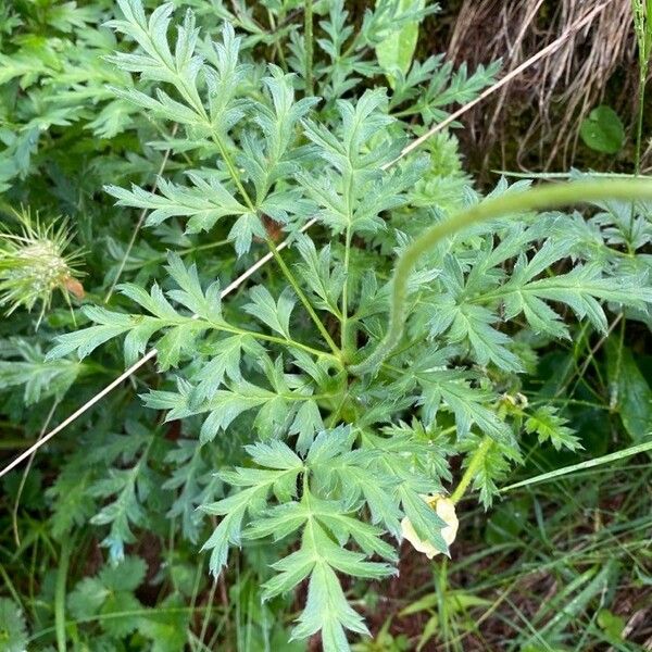 Pulsatilla alpina Leaf