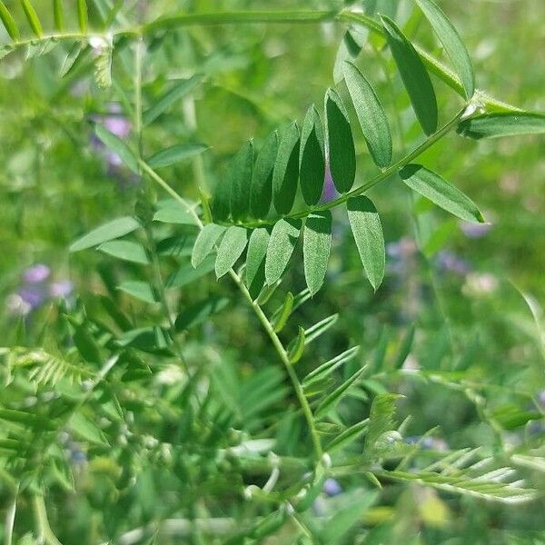 Vicia cracca Fuelha