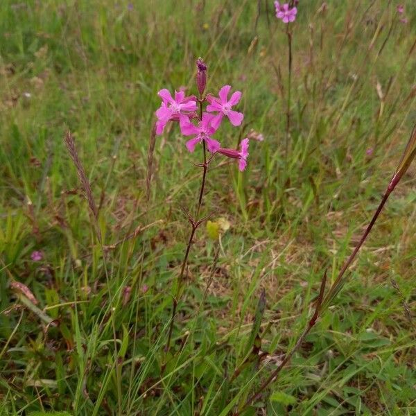 Viscaria vulgaris Агульны выгляд