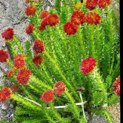 Rhodiola rhodantha Цветок