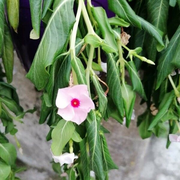 Catharanthus roseus Flower