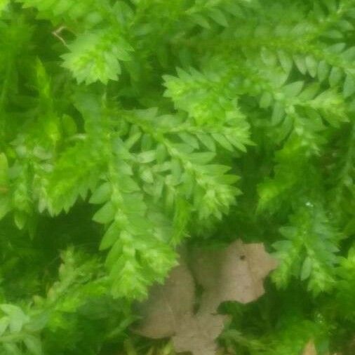 Selaginella kraussiana Leaf