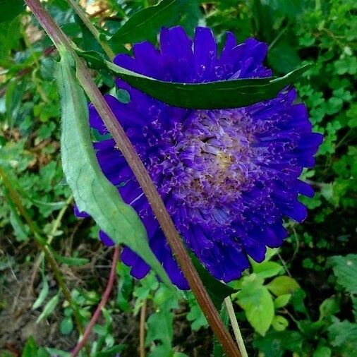 Callistephus chinensis Flor