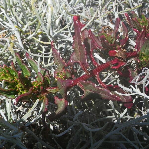 Patellifolia procumbens موطن