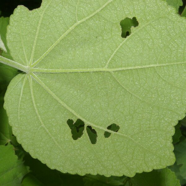 Malvaviscus arboreus Leaf