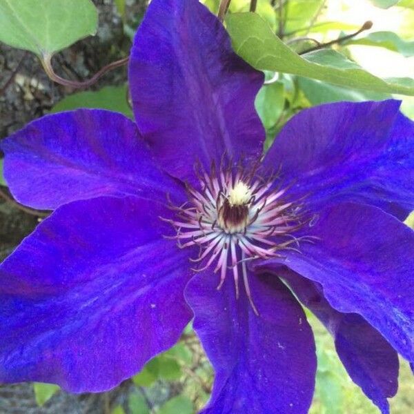 Clematis patens Flower