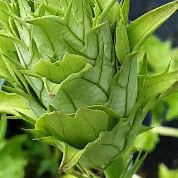 Acanthus spinosus Flower