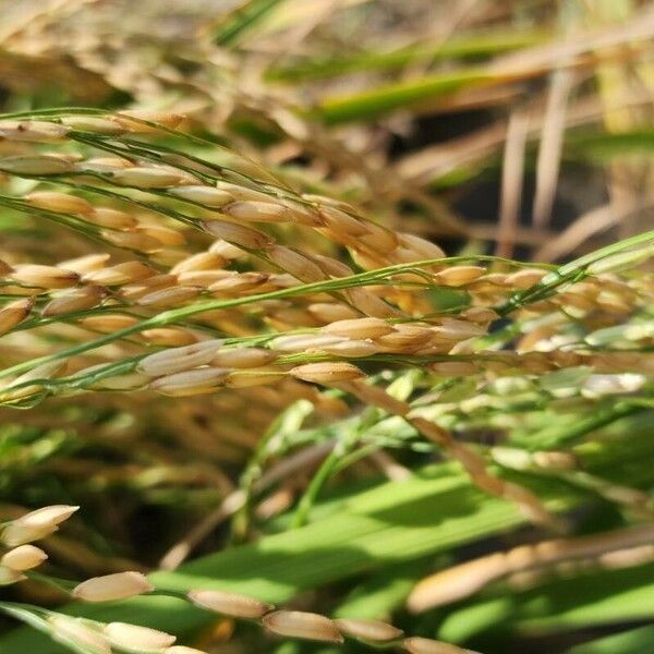 Oryza sativa Frukt